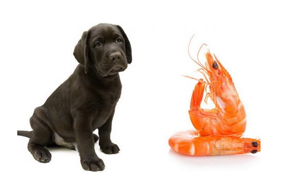 狗狗可以吃煮熟的虾仁吗？狗狗饲养知识点~