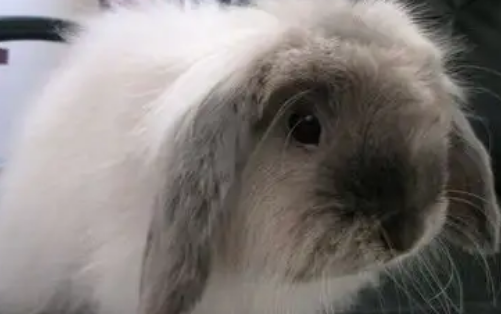 如何正确给兔子补充水分,来看你就懂了 如何正确给兔子补充水分,来看你就懂了