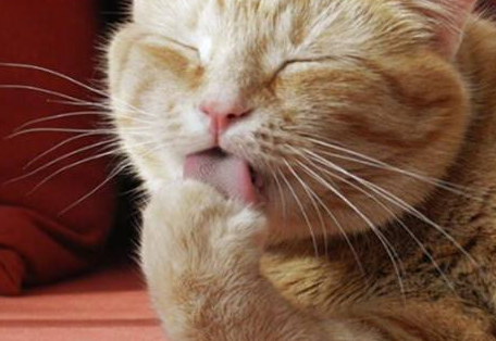 猫一直干呕吐不出来，原因在这！