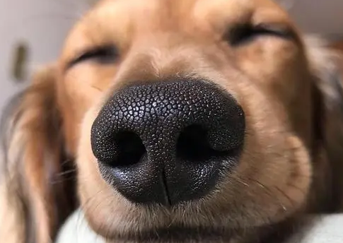 为什么你家的狗总是讨厌洗澡？可能你做错了这几件事！