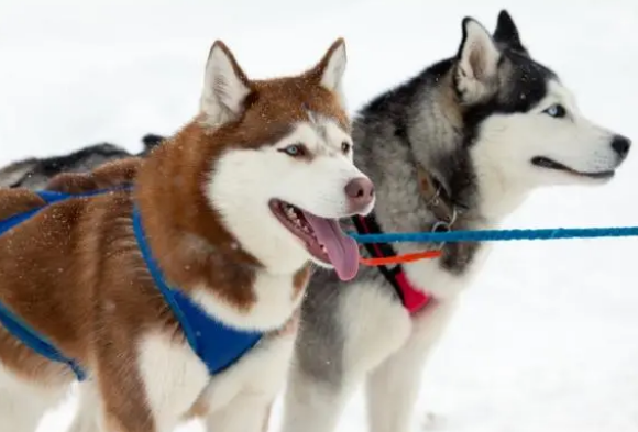 只要选对牵引绳,狗狗不用训也很听话 只要选对牵引绳,狗狗不用训也很听话