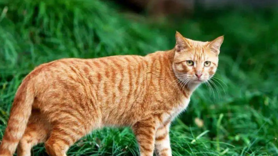 黄狸猫的智商排第几？你一定猜不到