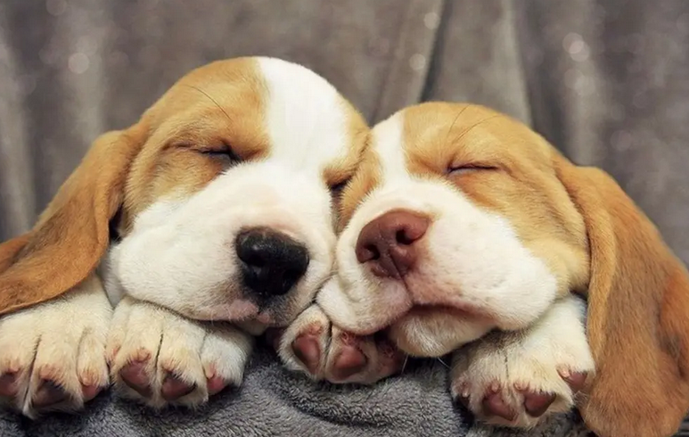 想知道狗能感受到主人危险吗?这篇文章给你答案~ 想知道狗能感受到主人危险吗?这篇文章给你答案~