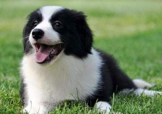 边牧会乱叫吗?这里有答案! 边牧会乱叫吗?这里有答案!