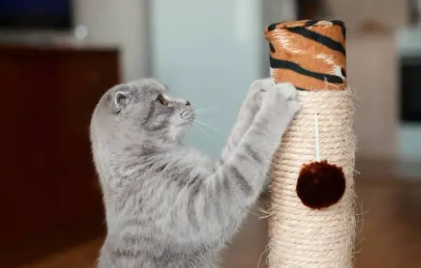 有猫抓板为什么猫还是挠沙发？