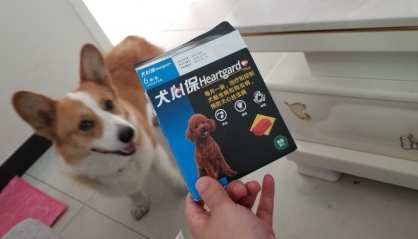 狗狗夏季如何预防心丝虫?有蚊虫的地方一定要备好犬心保哦