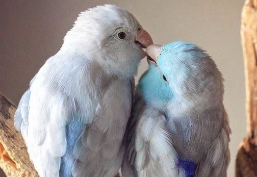 太平洋鹦鹉的性格，你们了解吗？