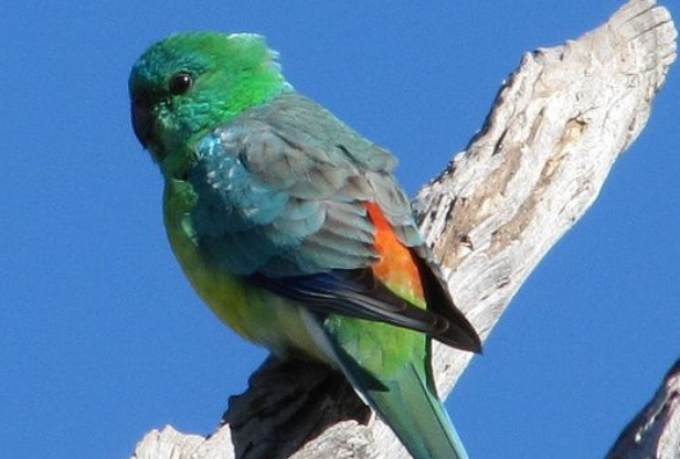 红腰鹦鹉多少钱一只，我来告诉你！