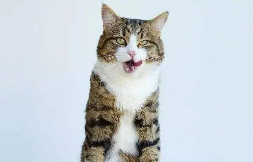 英短的缺点有哪些，想要养英短的铲屎官可要注意了