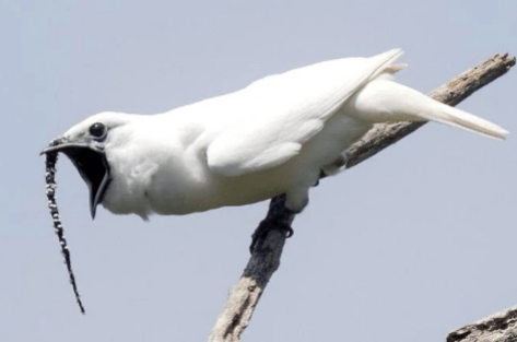 钟雀的特点有哪些？不清楚的快来看看！