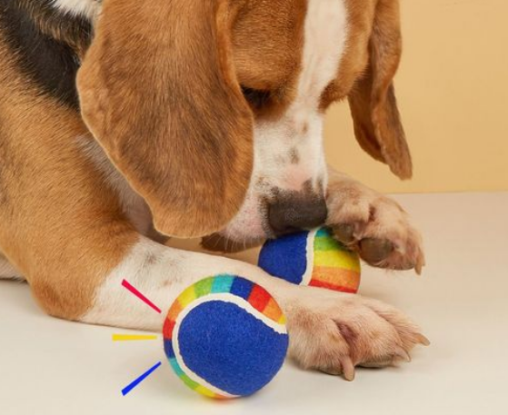 戏宠一家不可多得的宠物品牌，确定不来了解一下嘛