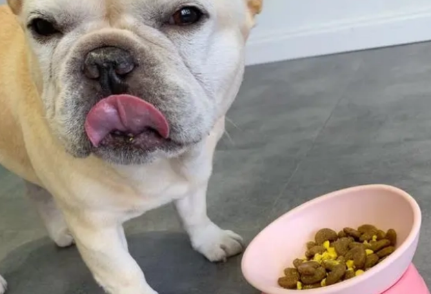 狗粮怎么选？关键看这6点！