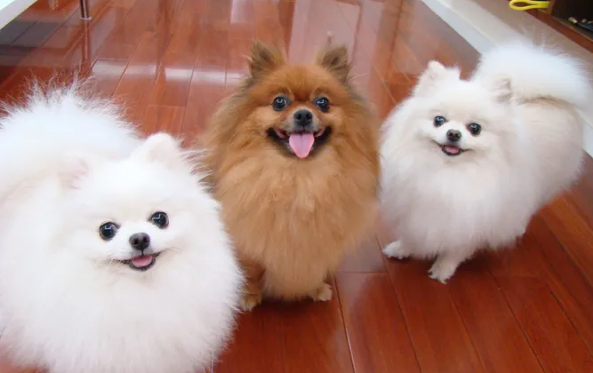 博美能长多大？铲屎官一定要知道