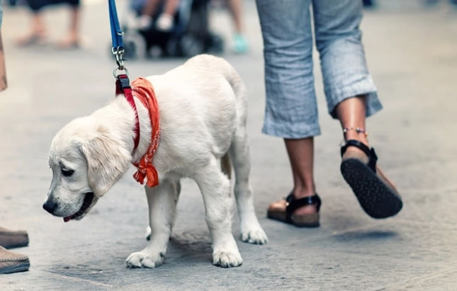 狗狗牵引绳有什么作用？作用可大了，别小看