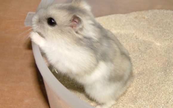 仓鼠老是咬笼子是为什么，你知道吗？