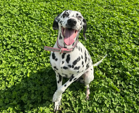 不知道汪汪队里面的狗都是什么品种？看这里