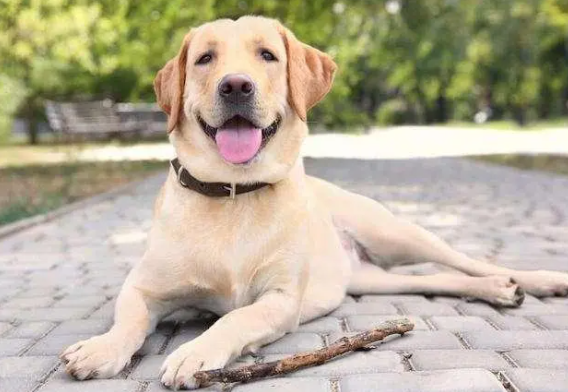 拉布拉多的毛色都有哪些颜色？我来告诉你答案！