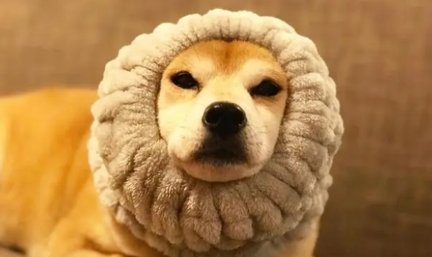 养小狗建议在家给它洗澡,简单干净,不易因宠物店感染皮肤病 养小狗建议在家给它洗澡,简单干净,不易因宠物店感染皮肤病