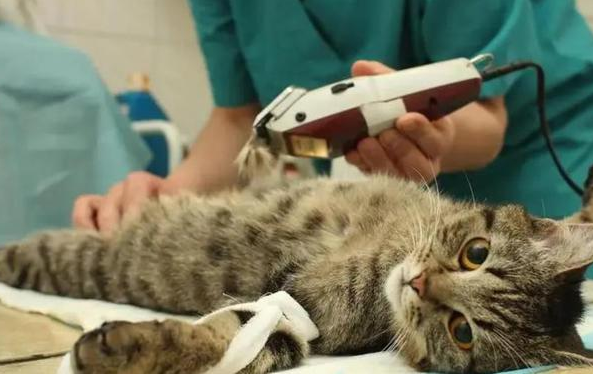 猫咪需要益生菌吗？以下几种情况下是需要的，铲屎官别忽视了