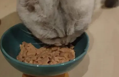 始于猫条，忠于罐头，富粒滋冻干生骨肉主食罐头真香警告！