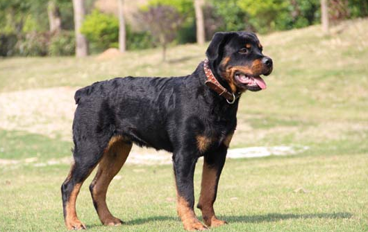 农村适合看家护院的狗，看看有没有你喜欢的