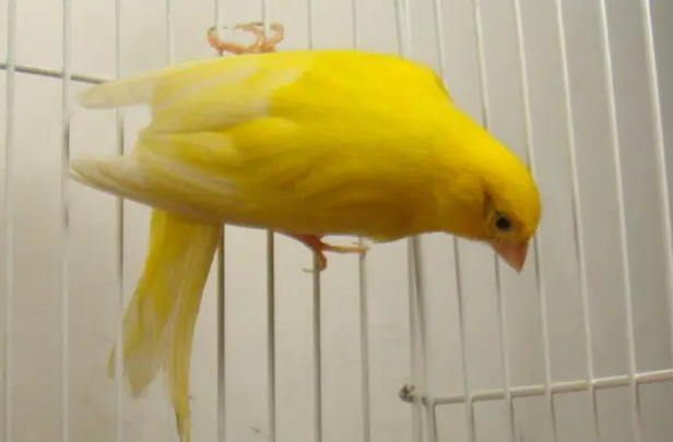 黄玉鸟能活几年？重点看你如何养