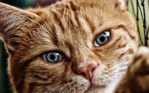 萌宠小知识:怎么判断小猫长大眼睛圆不圆? 萌宠小知识:怎么判断小猫长大眼睛圆不圆?