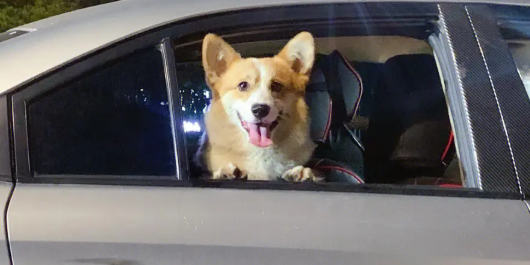 这些适合学生养的狗且价格便宜，你们心动吗~