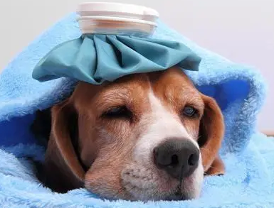 小狗发烧了怎么退烧？速来了解一下~