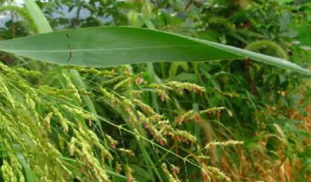 兔草是什么样子的？