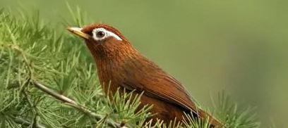 画眉鸟不换毛怎么办？饲养者快来看看