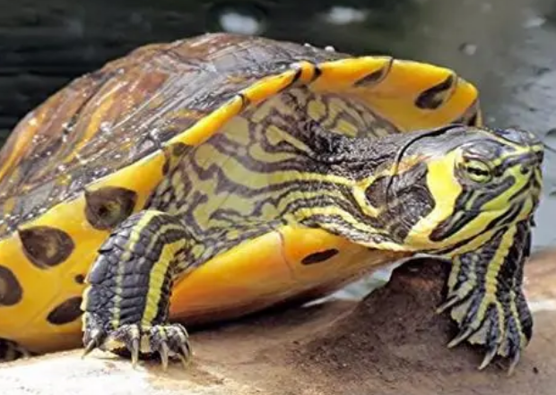 黄腹滑龟腐甲怎么治疗？来看一看吧