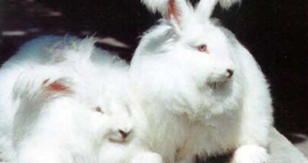 粗毛长毛兔好养吗？来看看这份饲养指南