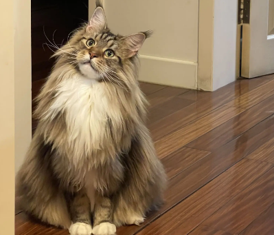 一文为你get缅因猫年龄体重对照表！