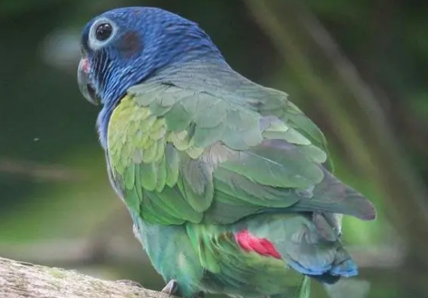 蓝头鹦哥吵不吵?可以了解一下 蓝头鹦哥吵不吵?可以了解一下