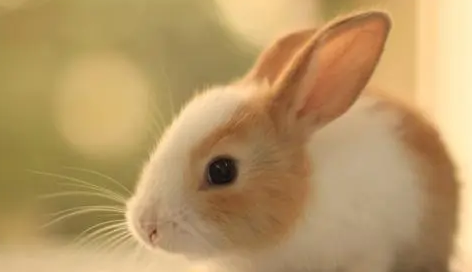 兔子多大可以繁殖？长这么大就可以了