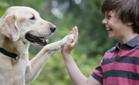 幼犬多久才会认主人？投入越多，感情越深