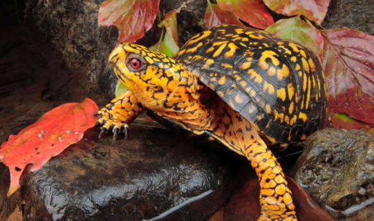 东部箱龟怎么分公母?怎么区分呢? 东部箱龟怎么分公母?怎么区分呢?