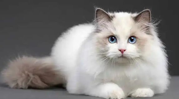 布偶猫价格大约多少钱?想养的人看过来 布偶猫价格大约多少钱?想养的人看过来