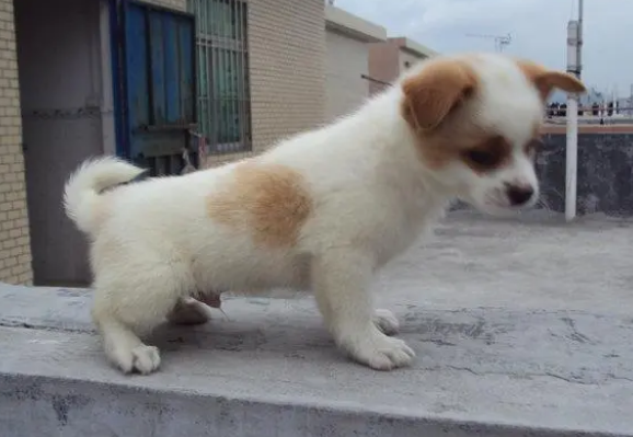 给狗狗体外驱虫的正确方法