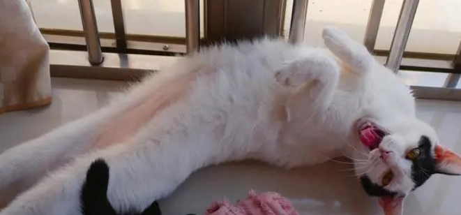 猫砂使用时,很多铲屎官都没注意这3个问题,难怪猫咪觉得不舒服 猫砂使用时,很多铲屎官都没注意这3个问题,难怪猫咪觉得不舒服