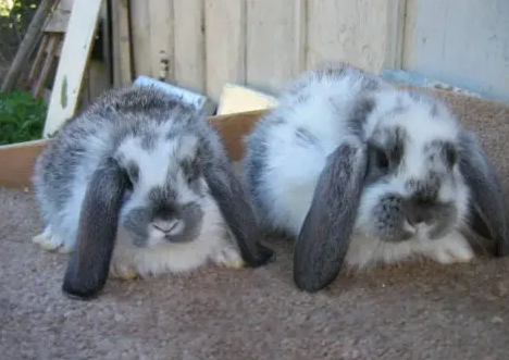 铲屎官须知:法国垂耳兔繁殖方式是什么? 铲屎官须知:法国垂耳兔繁殖方式是什么?