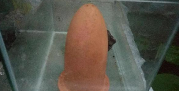 鱼缸的水质就是一个透字，这个鱼缸如果三天不换水就有可能闷缸