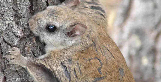 鼯鼠生病怎么办？注意对症下药！