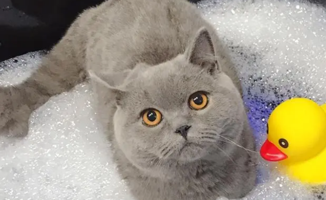 猫咪“洗澡”不能不说的事情，要记住啦