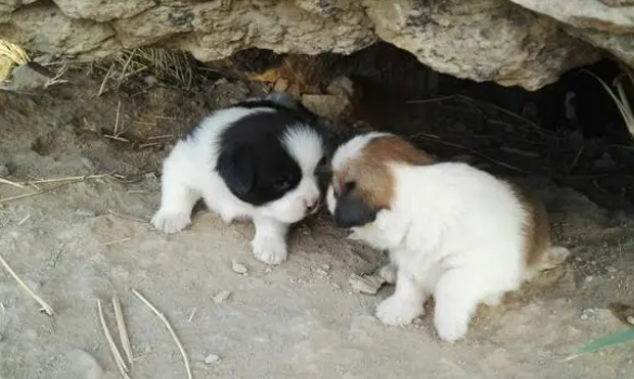 新手养猫不迷路，教你如何挑选宠物羊奶粉