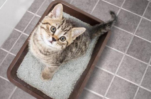 猫咪总是刨猫砂，这正常吗？