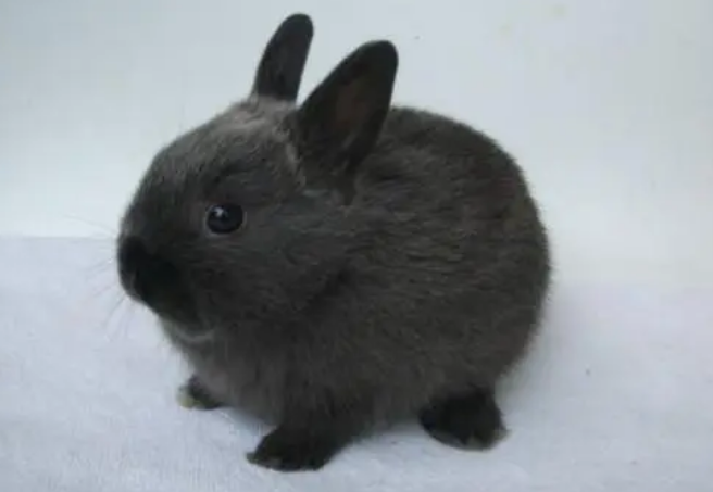 暹罗兔的价钱是多少，想养的来看看