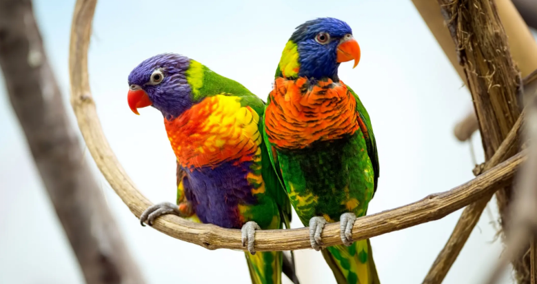 鹦鹉需要补充盐吗？不知道就快来看！