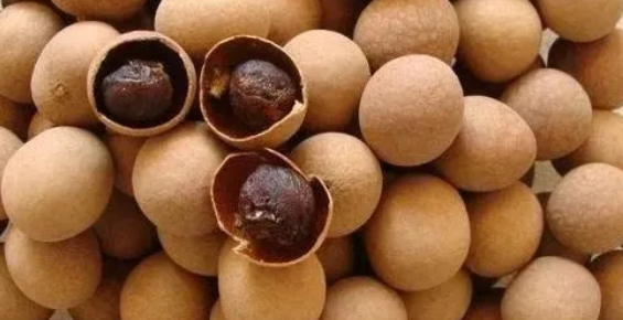 今日科普：狗能吃桂圆吗？